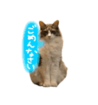 むぎと愉快な家族（個別スタンプ：22）