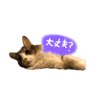 むぎと愉快な家族（個別スタンプ：23）