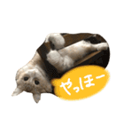 むぎと愉快な家族（個別スタンプ：24）