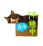 むぎと愉快な家族（個別スタンプ：31）
