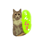 むぎと愉快な家族（個別スタンプ：34）