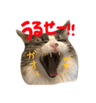 むぎと愉快な家族（個別スタンプ：39）