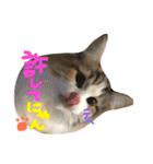 むぎと愉快な家族（個別スタンプ：40）