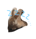 もんじまれたしゅんたちみたすこちゃん。（個別スタンプ：2）
