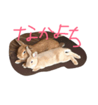 もんじまれたしゅんたちみたすこちゃん。（個別スタンプ：16）
