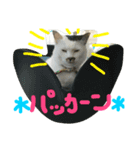 まるこ、あんこの毎日スタンプ（個別スタンプ：3）