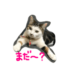 まるこ、あんこの毎日スタンプ（個別スタンプ：5）