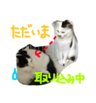 まるこ、あんこの毎日スタンプ（個別スタンプ：6）