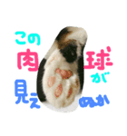 まるこ、あんこの毎日スタンプ（個別スタンプ：8）