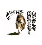 She is WHO！（個別スタンプ：1）