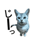 猫(留奈)スタンプ（個別スタンプ：1）