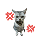猫(留奈)スタンプ（個別スタンプ：2）