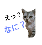 猫(留奈)スタンプ（個別スタンプ：5）