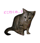 猫(留奈)スタンプ（個別スタンプ：7）