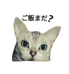 猫(留奈)スタンプ（個別スタンプ：8）