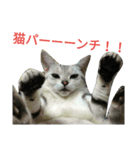 猫(留奈)スタンプ（個別スタンプ：9）