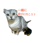 猫(留奈)スタンプ（個別スタンプ：10）