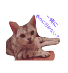 猫(留奈)スタンプ（個別スタンプ：13）