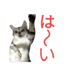 猫(留奈)スタンプ（個別スタンプ：14）