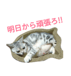 猫(留奈)スタンプ（個別スタンプ：15）
