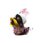 めめたんとハル（個別スタンプ：3）