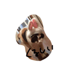 めめたんとハル（個別スタンプ：6）