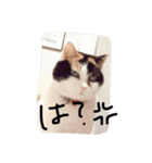 めめたんとハル（個別スタンプ：12）