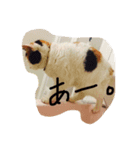 めめたんとハル（個別スタンプ：13）