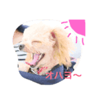 ププちゃんスタンプ。日常バージョン（個別スタンプ：1）