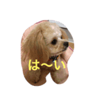 ププちゃんスタンプ。日常バージョン（個別スタンプ：2）