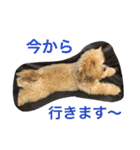 ププちゃんスタンプ。日常バージョン（個別スタンプ：6）