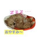 ププちゃんスタンプ。日常バージョン（個別スタンプ：8）