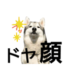 我が家の犬と猫(ハスキー)（個別スタンプ：1）