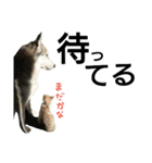 我が家の犬と猫(ハスキー)（個別スタンプ：2）