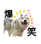 我が家の犬と猫(ハスキー)（個別スタンプ：3）
