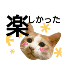我が家の犬と猫(ハスキー)（個別スタンプ：5）