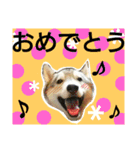 我が家の犬と猫(ハスキー)（個別スタンプ：6）