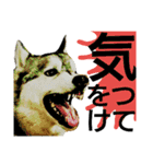 我が家の犬と猫(ハスキー)（個別スタンプ：7）