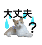 我が家の犬と猫(ハスキー)（個別スタンプ：8）