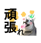 我が家の犬と猫(ハスキー)（個別スタンプ：9）