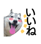 我が家の犬と猫(ハスキー)（個別スタンプ：11）