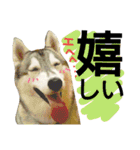 我が家の犬と猫(ハスキー)（個別スタンプ：12）