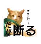 我が家の犬と猫(ハスキー)（個別スタンプ：13）