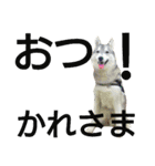 我が家の犬と猫(ハスキー)（個別スタンプ：14）