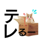 我が家の犬と猫(ハスキー)（個別スタンプ：15）