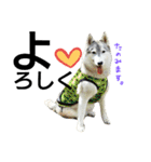 我が家の犬と猫(ハスキー)（個別スタンプ：18）