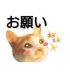 我が家の犬と猫(ハスキー)（個別スタンプ：19）