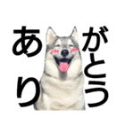 我が家の犬と猫(ハスキー)（個別スタンプ：20）