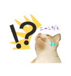 我が家の犬と猫(ハスキー)（個別スタンプ：21）