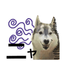 我が家の犬と猫(ハスキー)（個別スタンプ：22）